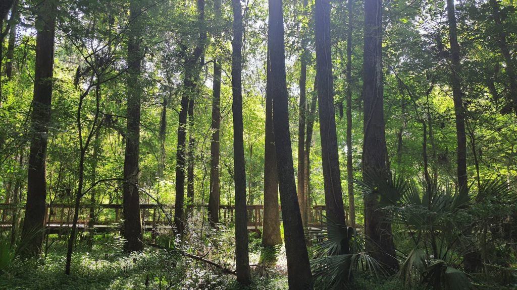 Gainesville nature walk