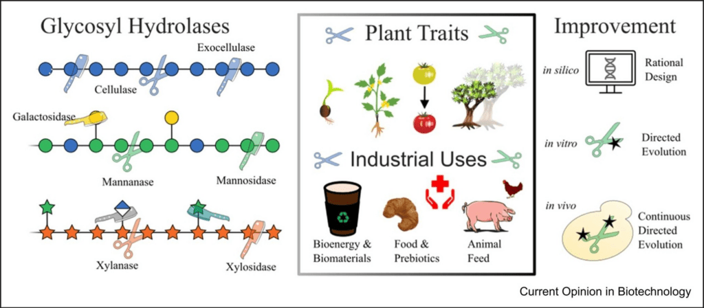 Graphical abstract for "Sharp solutions to cleave plant fibers". Showing diverse impacts of glycosyl hydrolases on plant traits and industrial products.
